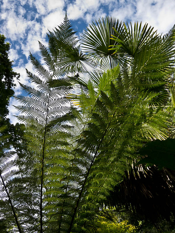 Sub-tropical gardens Abbotsbury Dorset Dorsetcamera