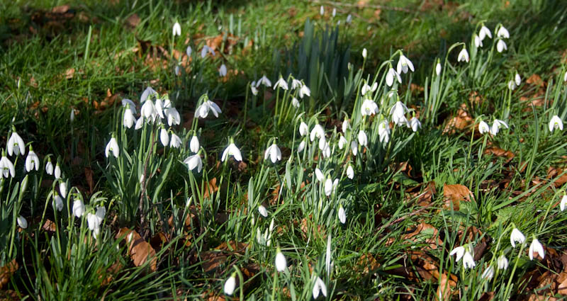 Sherborne Dorset Dorsetcamera Flora and Fauna