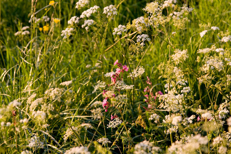 Sherborne Dorset Dorsetcamera Flora and Fauna