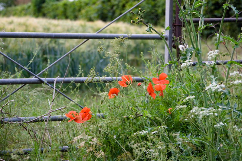 Sherborne Dorset Dorsetcamera Flora and Fauna
