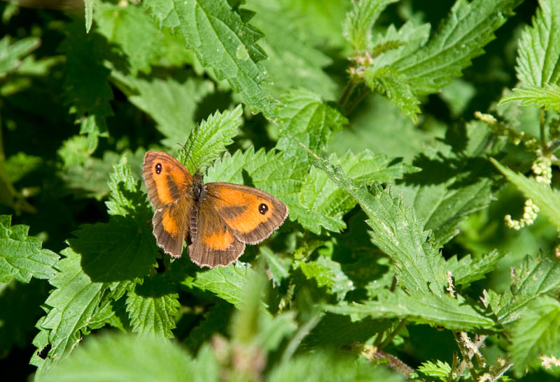 Sherborne Dorset Dorsetcamera Flora and Fauna