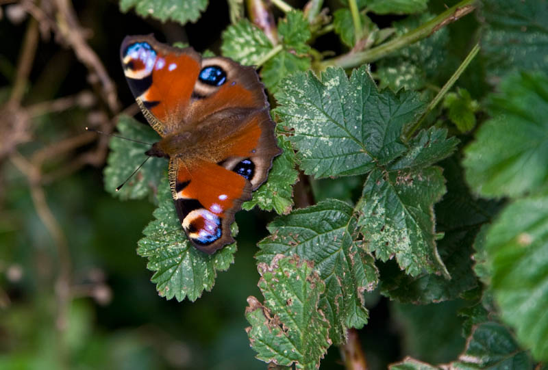 Sherborne Dorset Dorsetcamera Flora and Fauna