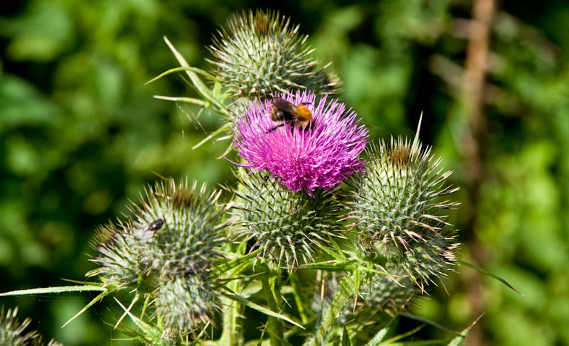 Sherborne Dorset Dorsetcamera Flora and Fauna