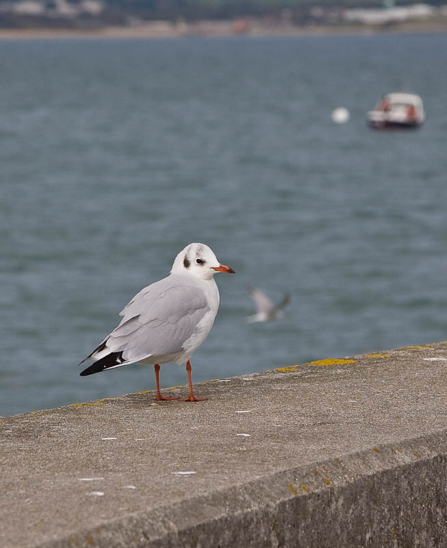 Weymouth Dorset Dorsetcamera