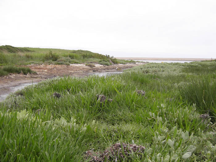 Fleet Dorset Dorsetcamera Coastal Path walk