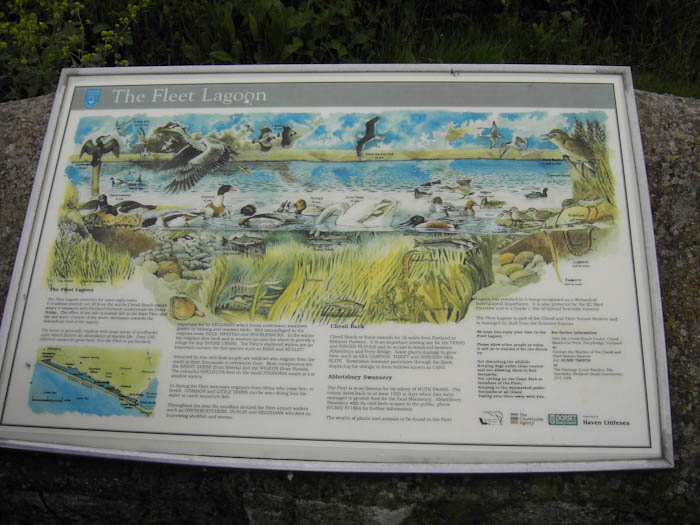 Fleet Dorset Dorsetcamera Coastal Path walk