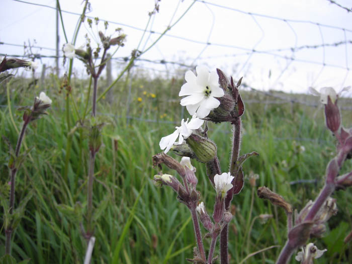 Sea Campion Fleet Dorset Dorsetcamera Coastal Path walk