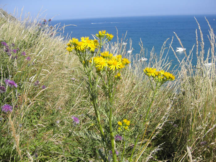 Dorsetcamera Swanage Coastpath  Walk