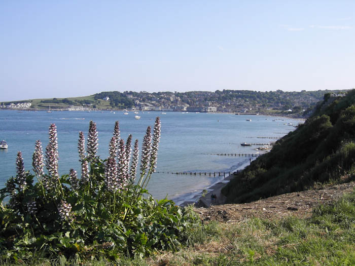 Bears Breeches Dorsetcamera Swanage Coastpath  Walk