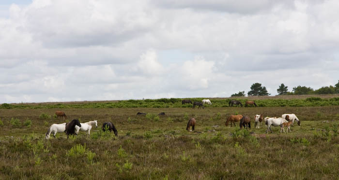 New Forest Hampshire Dorsetcamera