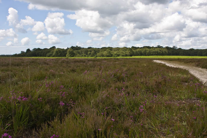 New Forest Hampshire Dorsetcamera