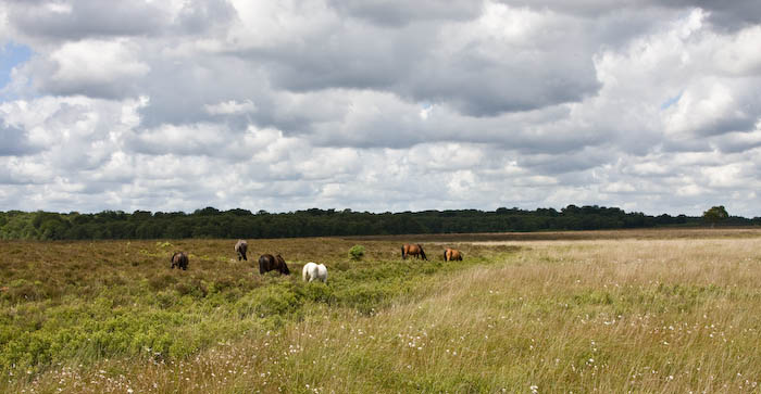 New Forest Hampshire Dorsetcamera