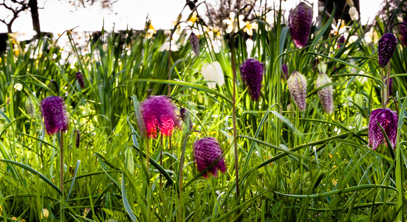 Lytes Cary Somerset National Trust Dorsetcamera