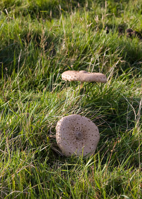 Fungi Dorset Coast