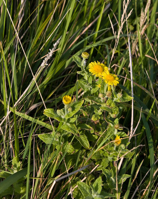 Common Fleabane Dorset