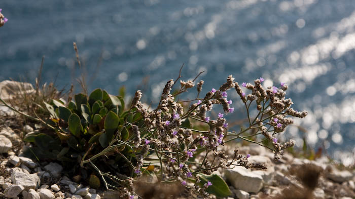 Sea Lavender Dorsetcamera