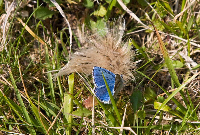 Adonis Blue Butterfly Dorsetcamera