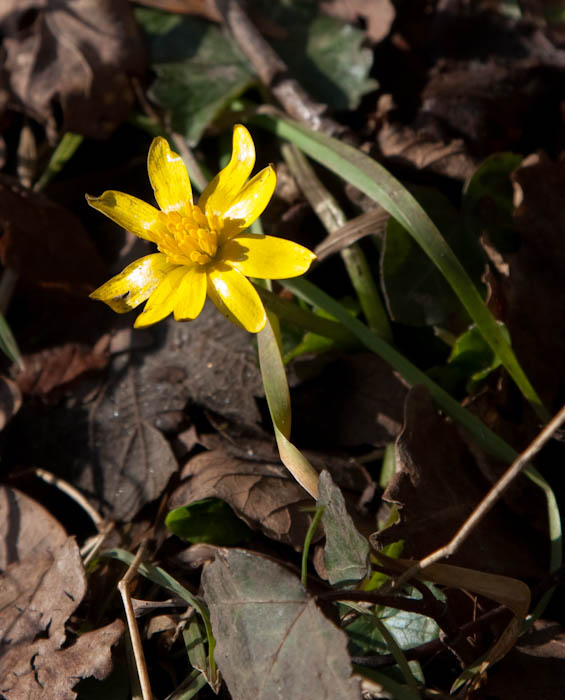 Celandine Sherborne Dorset Dorsetcamera