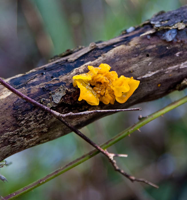 Orange Jelly Fungus Sherborne Dorset Dorsetcamera