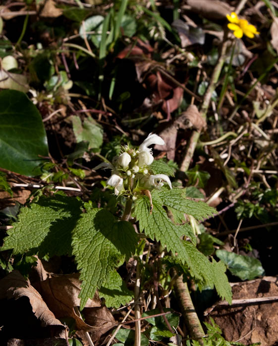 Nettle Sherborne Dorset Dorsetcamera