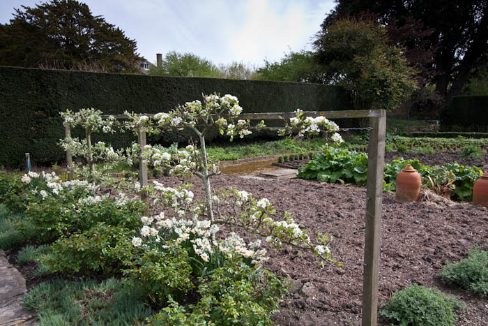 Tintinhull Gardens Somerset Dorsetcamera