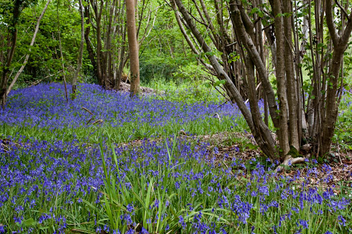Bluebells Holnest Dorset Dorsetcamera
