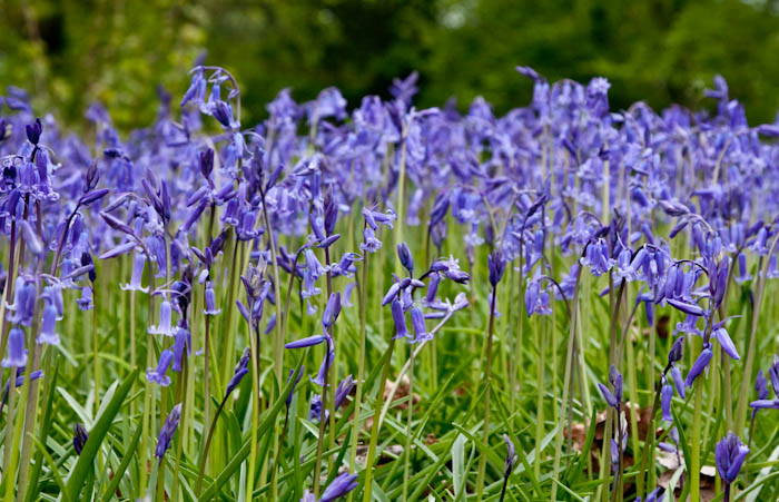 Bluebells Holnest Dorset Dorsetcamera