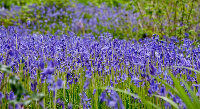 Bluebells Holnest Dorset Dorsetcamera