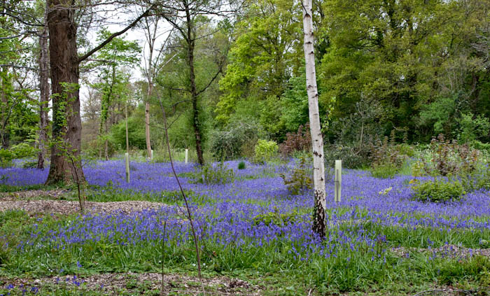 Bluebells Holnest Dorset Dorsetcamera