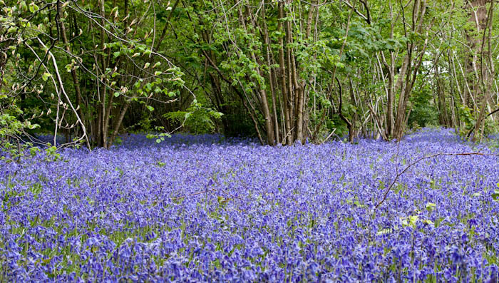 Bluebells Holnest Dorset Dorsetcamera