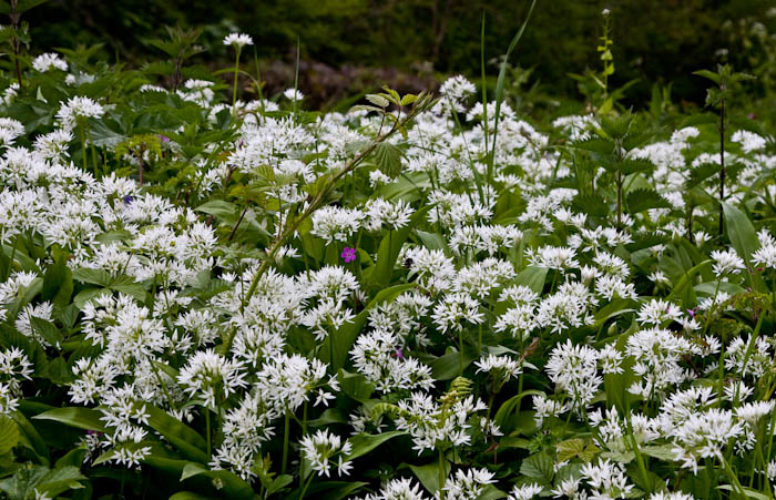 Wild Garlic Holnest Dorset Dorsetcamera