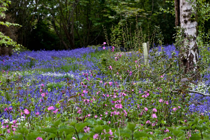 Campions Bluebells Holnest Dorset Dorsetcamera