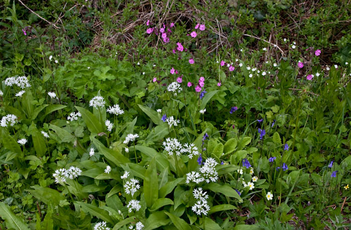 Wild Garlic Bluebells Holnest Dorset Dorsetcamera