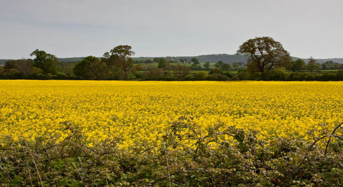 Oli Seed Rape Fiddleford Dorset Dorsetcamera
