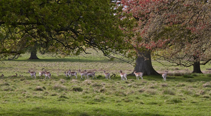 Deer Park Stock Gaylard Dorset Dorsetcamera