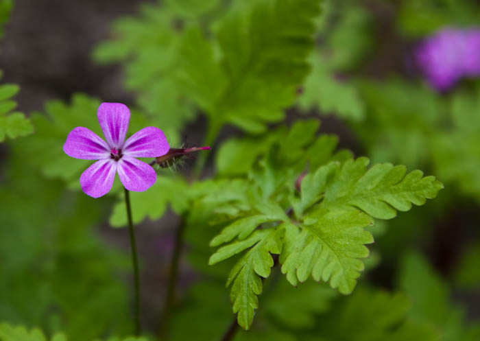 Herb Robert Dyrham Park Gloucestershire Dorsetcamera