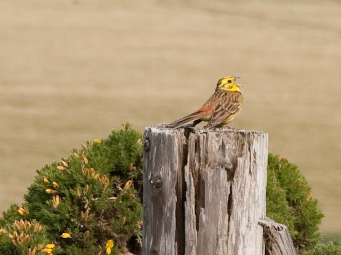 Yellowhammer Ringstead Dorset Dorsetcamera