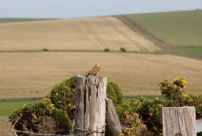 Yellowhammer Ringstead Dorset Dorsetcamera
