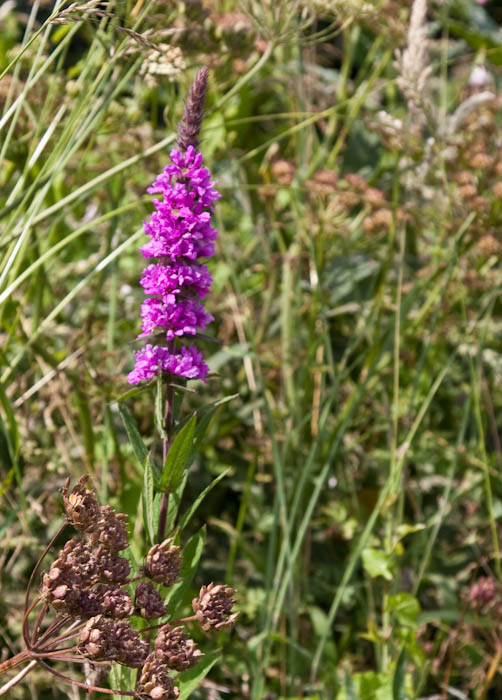 Purple Loosestrife Abbotsbury Dorset Coast Path Dorsetcamera