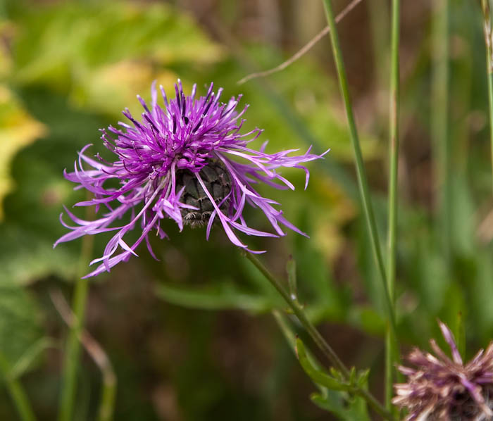 Knapweed Abbotsbury Dorset Coast Path Dorsetcamera