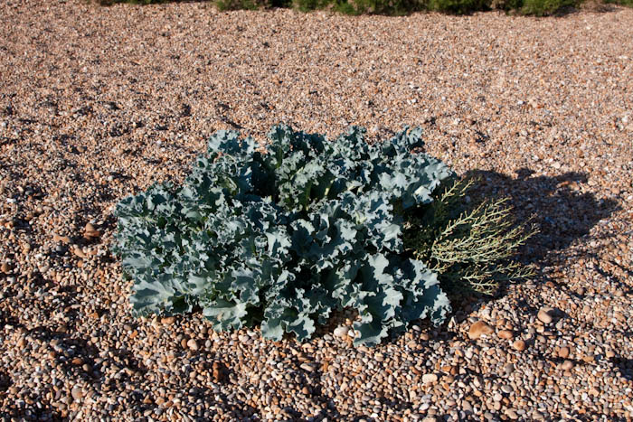 Sea Cabbage Abbotsbury Dorset Coast Path Dorsetcamera