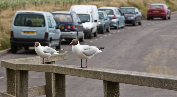 Black Headed Gull Hurst Beach Milford-on-Sea Hampshire Dorsetcamera