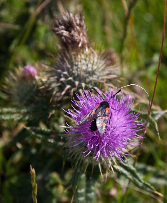 Cinnabar Moth Maiden Castle Dorchester Dorset Dorsetcamera