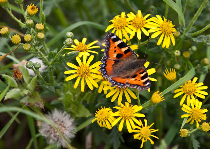 Small Tortoiseshell Butterfly West Bexington Dorset Coast Path Dorsetcamera