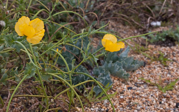 Yellow Horned Poppy West Bexington Dorset Coast Path Dorsetcamera
