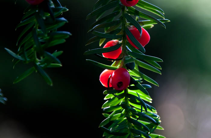 Yew The Courts Holt Wiltshire Dorsetcamera