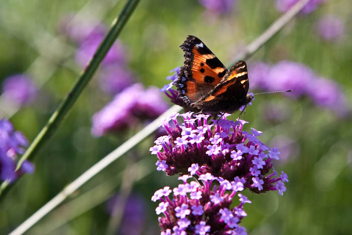 Small Tortoiseshell butterfly The Courts Holt Wiltshire Dorsetcamera