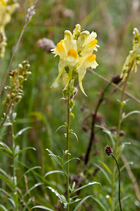 Common Toadflax Dorset Coast Path Dorsetcamera