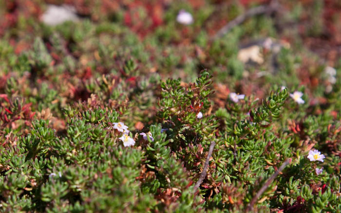 Sea Heath West Bay Dorset Coast Path Dorsetcamera
