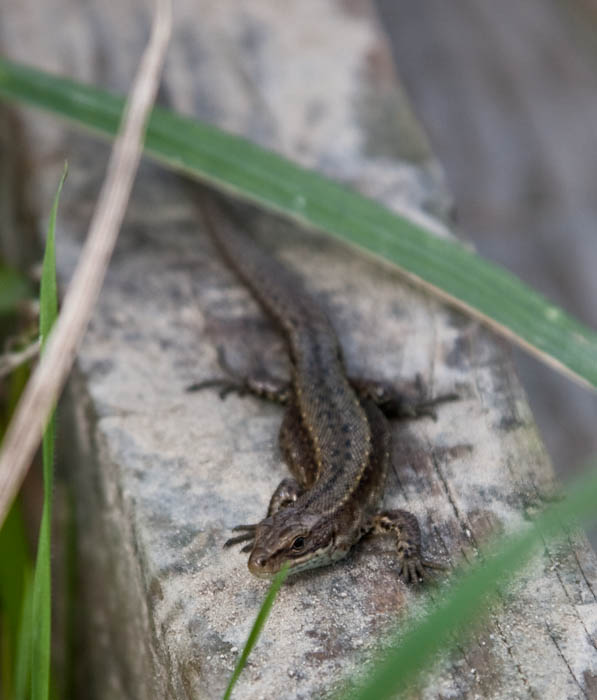 Lizard Golden Cap Dorset Dorsetcamera